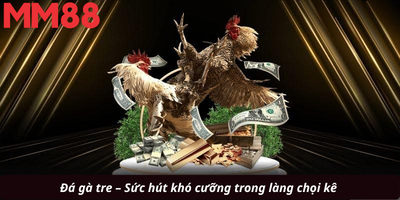 Đá gà tre – Sức hút khó cưỡng trong làng chọi kê