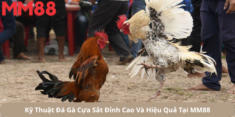 Kỹ Thuật Đá Gà Cựa Sắt Đỉnh Cao Và Hiệu Quả Tại MM88