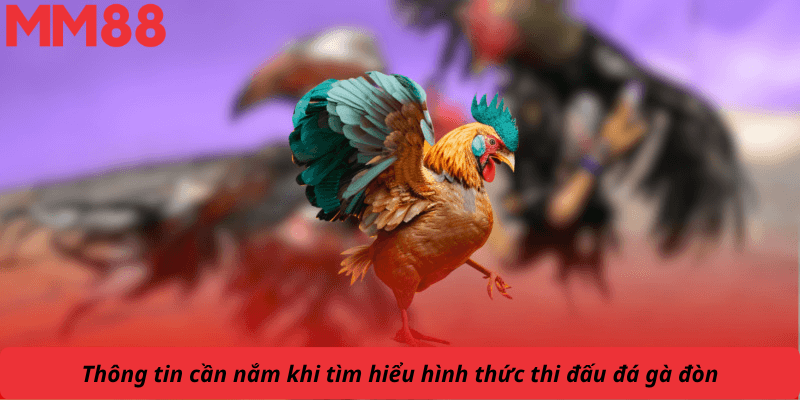 Thông tin cần nắm khi tìm hiểu hình thức thi đấu đá gà đòn