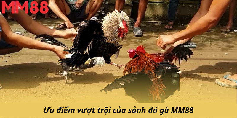 Ưu điểm vượt trội của sảnh đá gà MM88